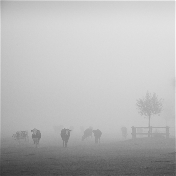 Dedham Vale Mist - 1 by David Kelly.jpg